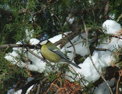 Прикрепленное изображение: pb02.jpg